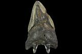 Bargain, Fossil Megalodon Tooth - North Carolina #124774-2